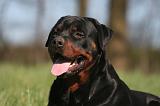 ROTTWEILER 571